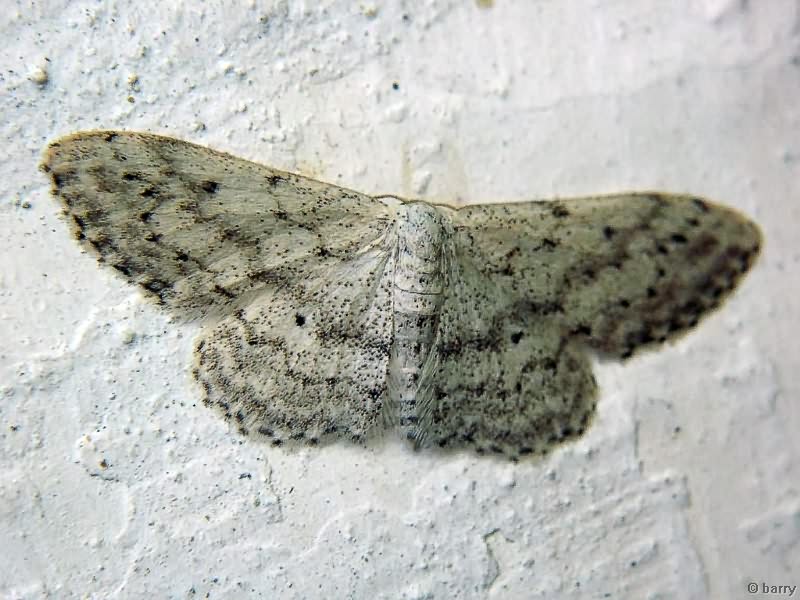 Idaea seriata (Schrank, 1802)